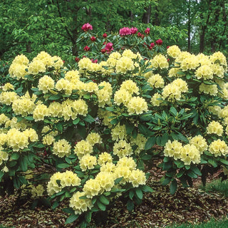 Capistrano Rhododendron