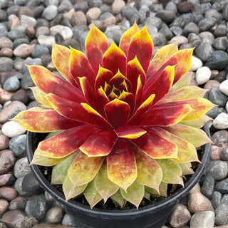 Chick Charms® Giants Gold Mine Hens & Chicks