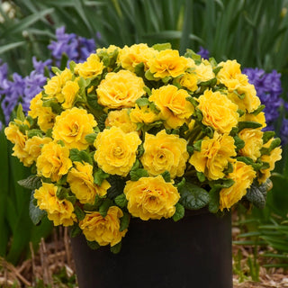 Prima Belarina® Spring Sun Double Primrose