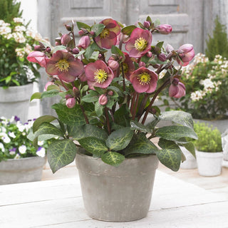 Pippa’s Purple Hellebore