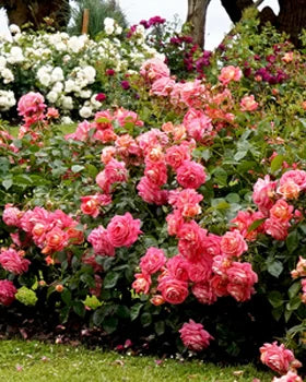 About Spring Hill’s Roses