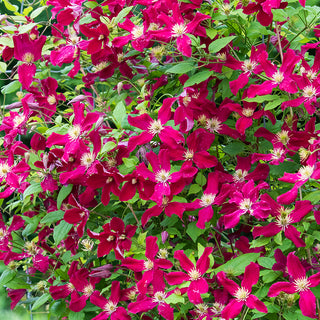 Clematis Burning Love™