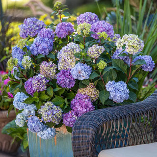 Endless Summer® Bloomstruck® Hydrangea