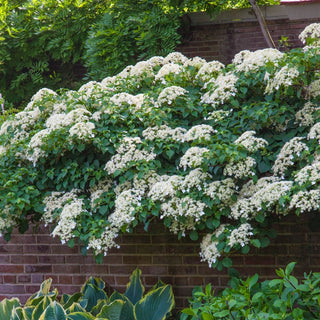 Climbing Hydrangea