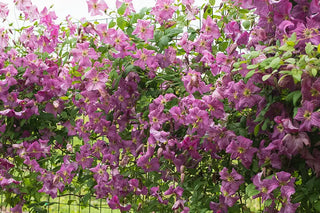 Luxurious Clematis