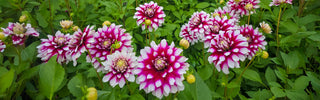 Virus Indexed Dahlias