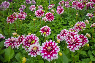 Virus Indexed Dahlias