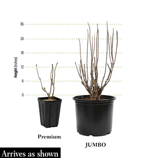 Annabelle Hydrangea Shrub