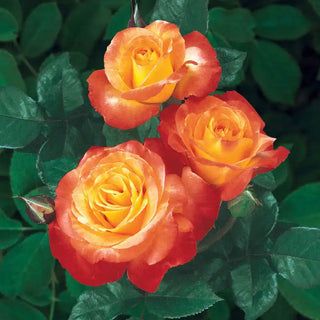 Shrub Roses