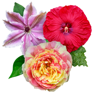 Not Your Average Selection