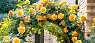 Climbing Roses